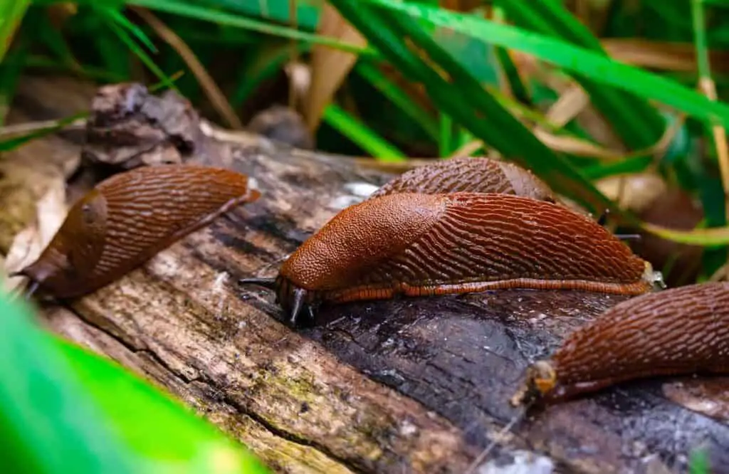 Brown slugs on log