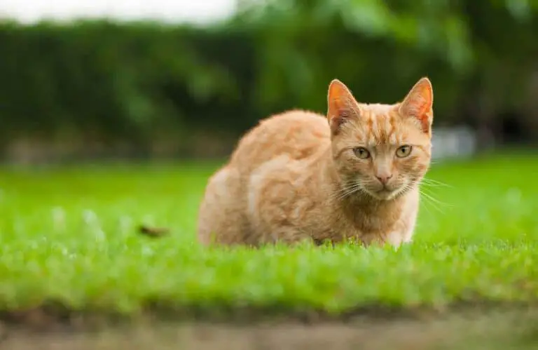 Are Slugs Poisonous to Cats?