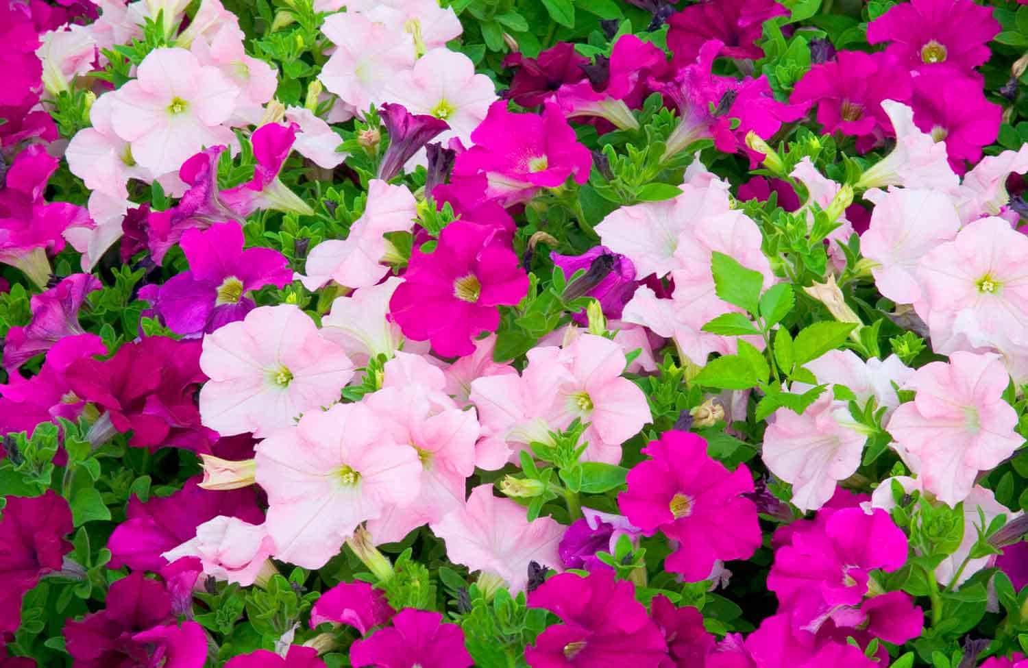 Do Slugs Eat Petunias? - Pest Control Options