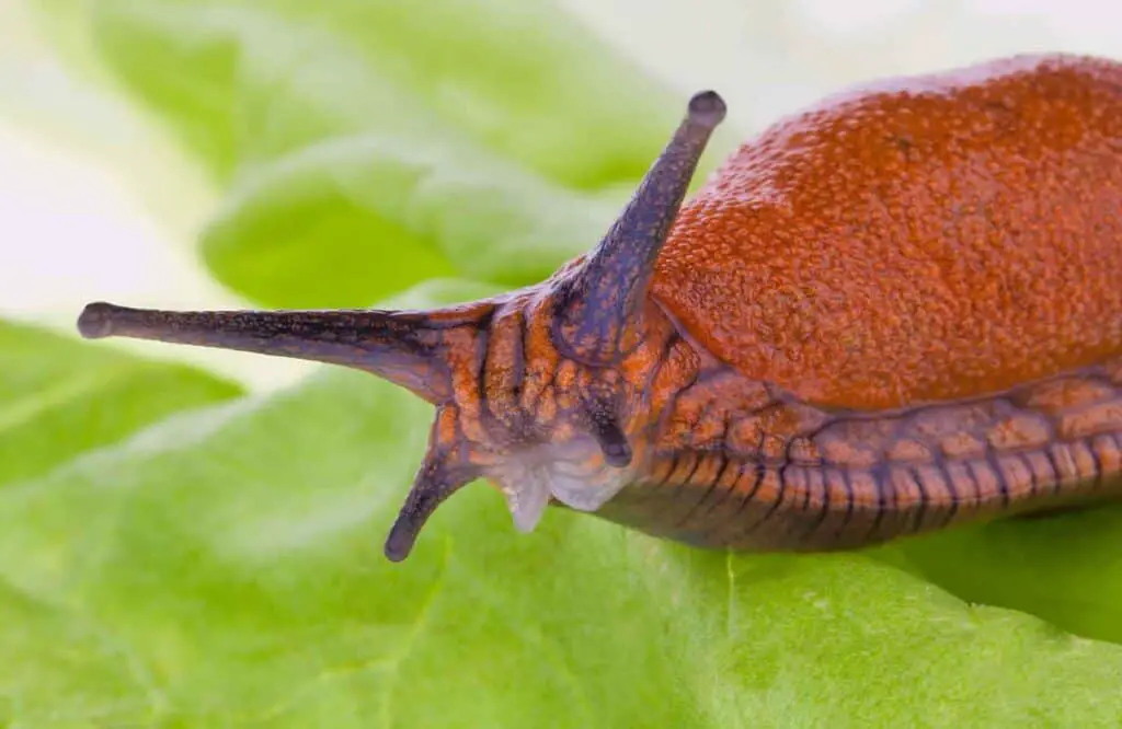 Slug close up