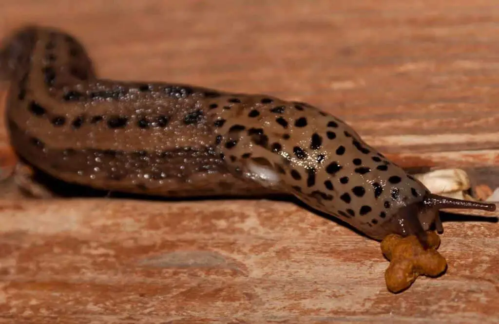 slug eating cat food
