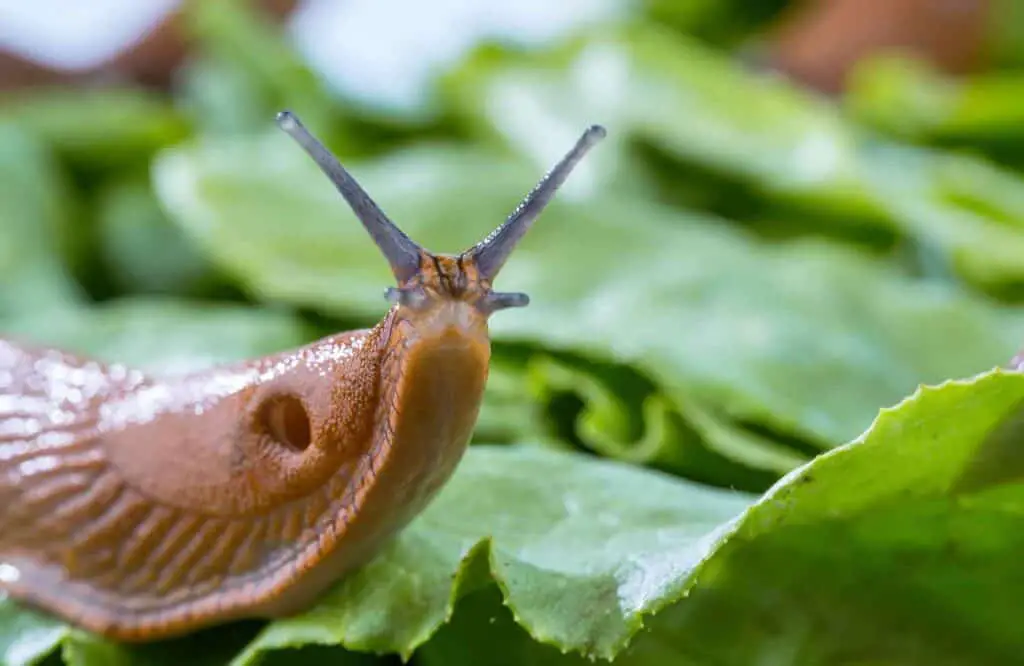 Slug on green leaf