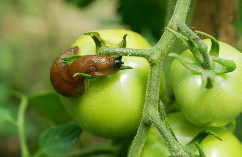 Do slugs eat tomato plants?