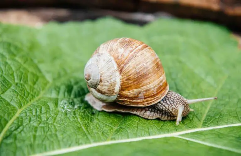 Do Slugs Eat Snails?
