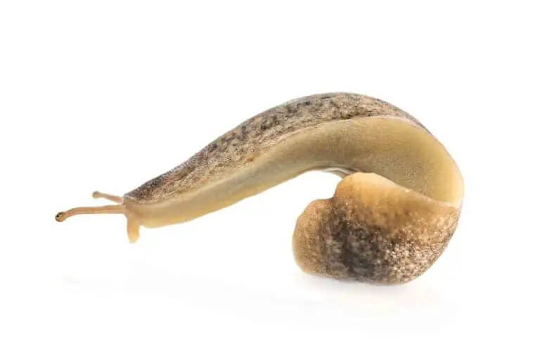 Is a Slug an Insect? A Guide to Understanding the Difference