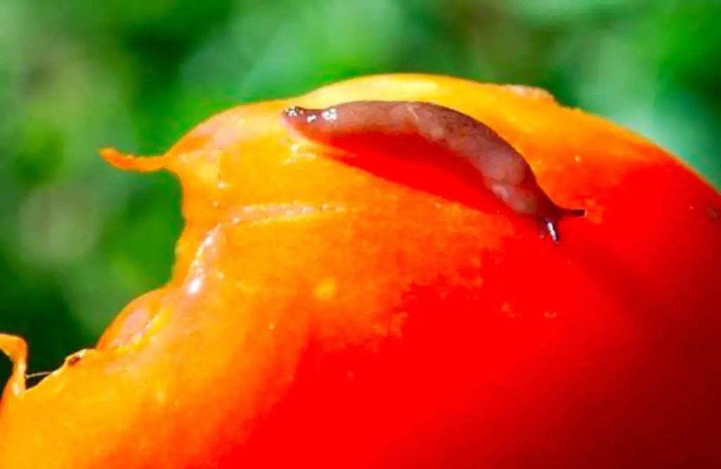 Young slug on tomato plant