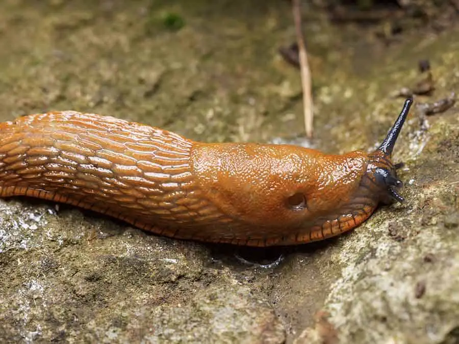 brown slug