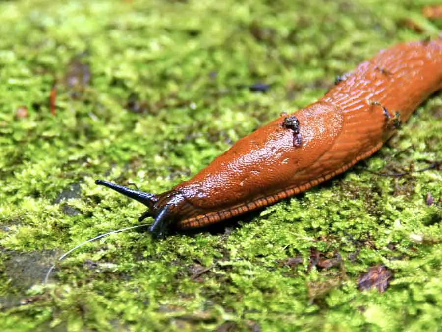 Slug on moss