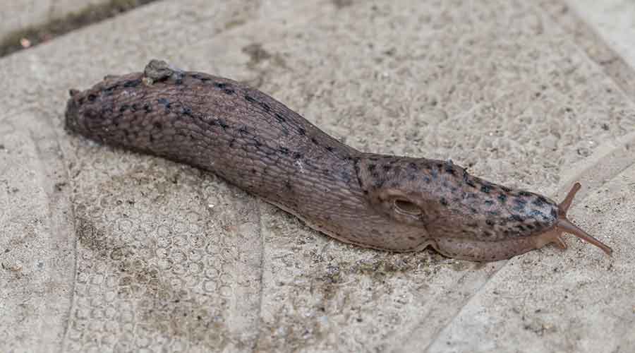 Leopard Slug