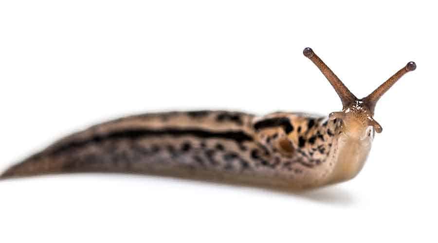 Are Leopard Slugs Poisonous?