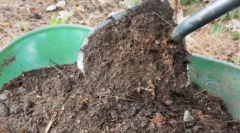 Are Slugs Good for Compost? Benefits And Drawbacks