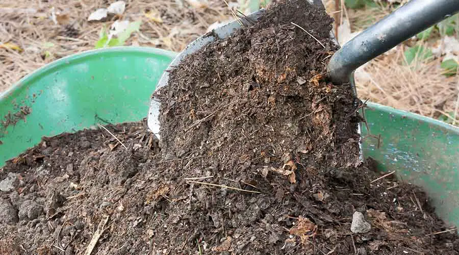 Are Slugs Good for Compost?