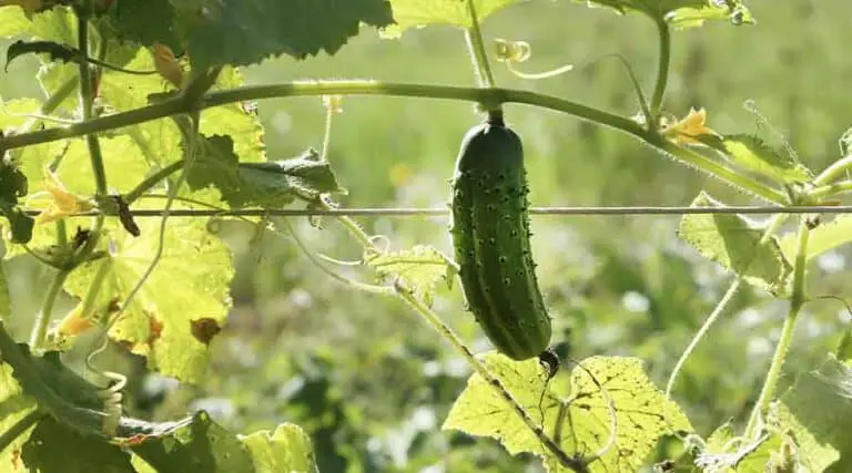 Do Slugs Eat Cucumber Plants?