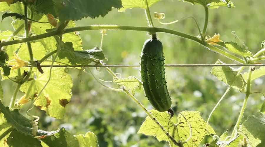 Cucumber plant