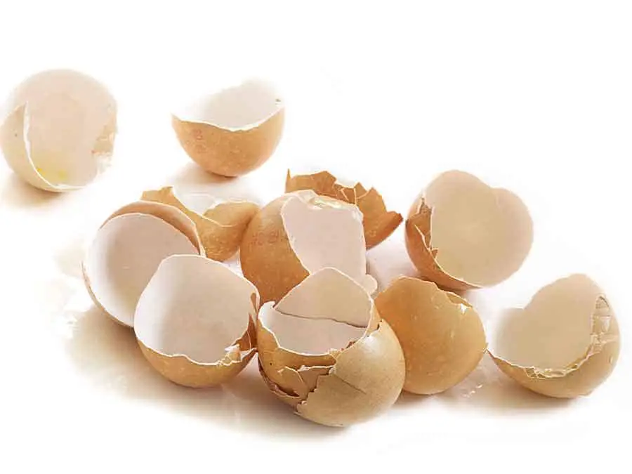 Crushed Eggshells Against Slugs