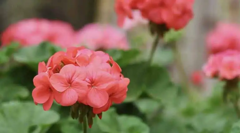 Do Slugs Eat Geraniums? Find Out The Answer Here