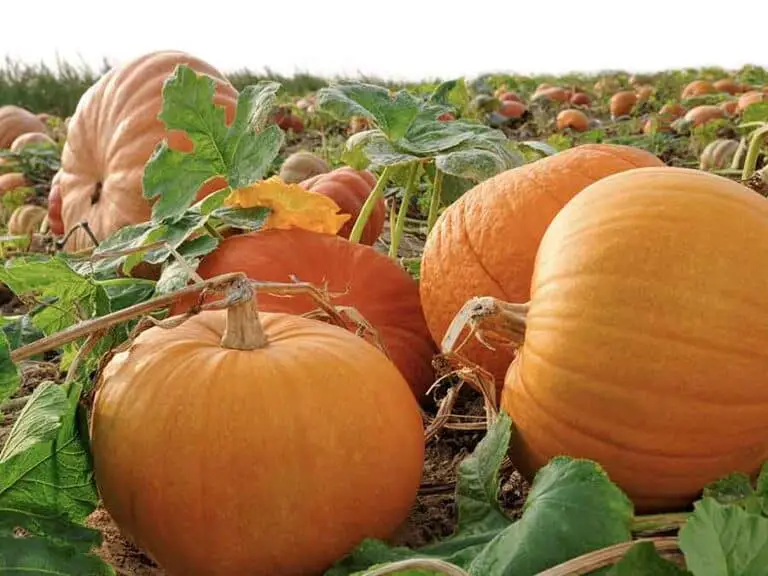 Do Slugs Eat Pumpkins? Debunking Myths and Facts