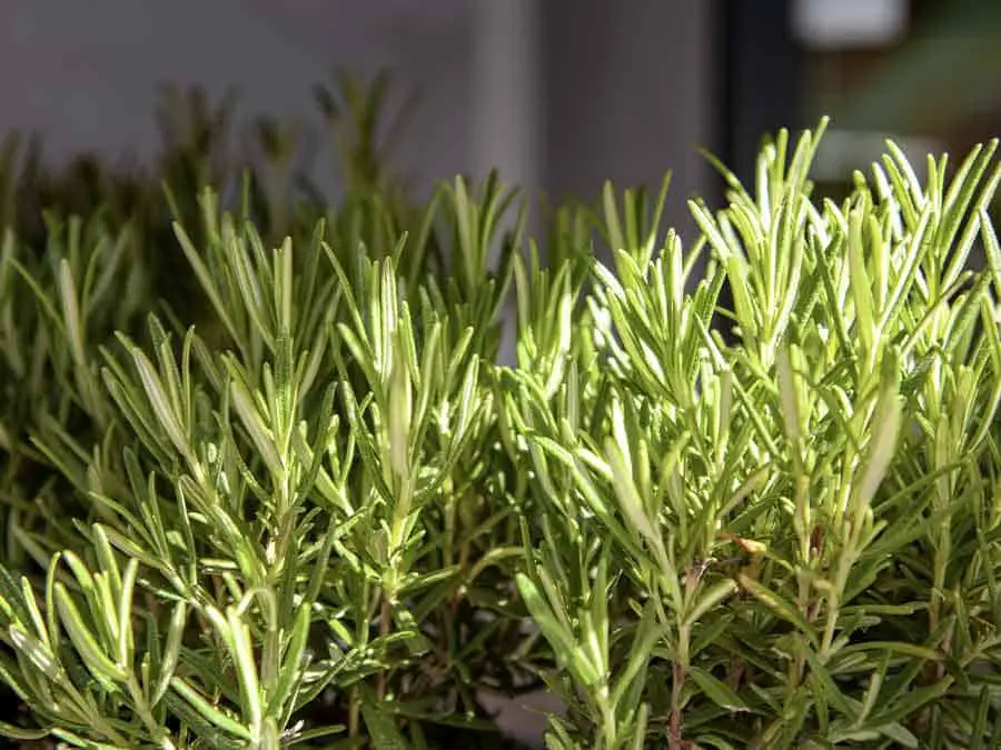 Rosemary plant