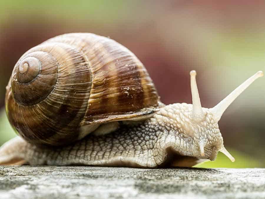 snail