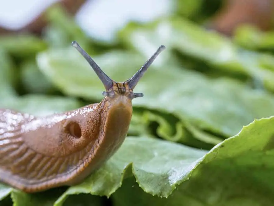 How to Stop Slugs Eating Plants