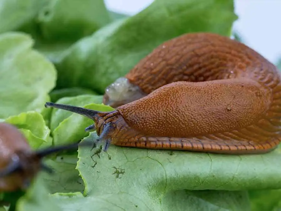 Spanish slug on green leaf
