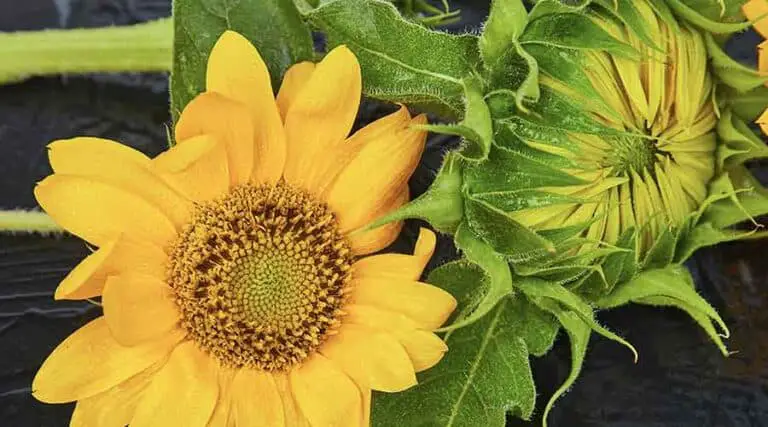 Do Slugs Eat Sunflower Leaves? Here’s What You Should Know