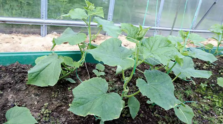 Do Slugs Eat Cucumber Plants?