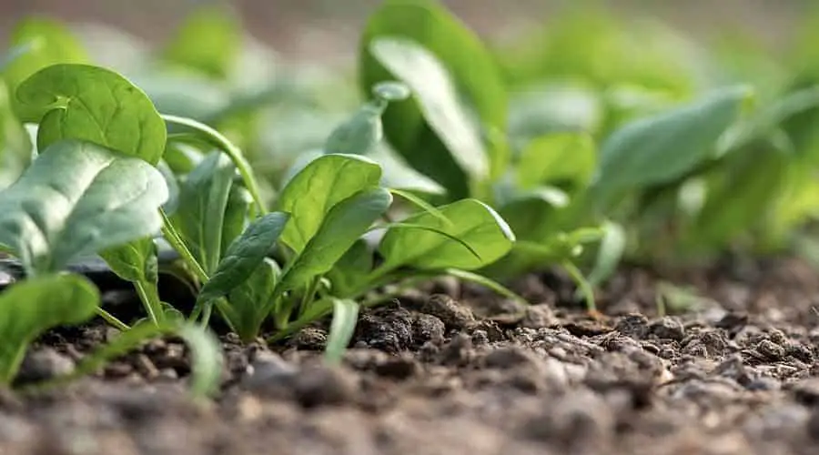 young spinach in garden