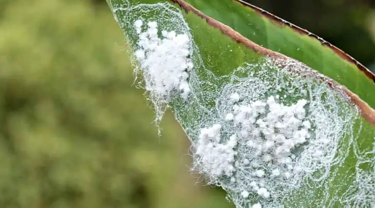 How to Control And Treat Woolly Aphids: A Simple Guide