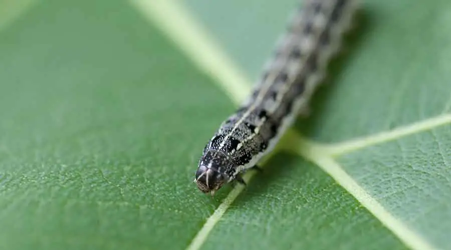 Where do cutworms live?