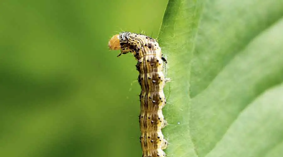 What do cutworms turn into?