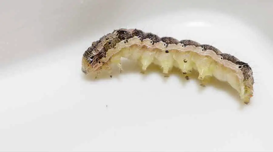 Do cutworms turn into moths?