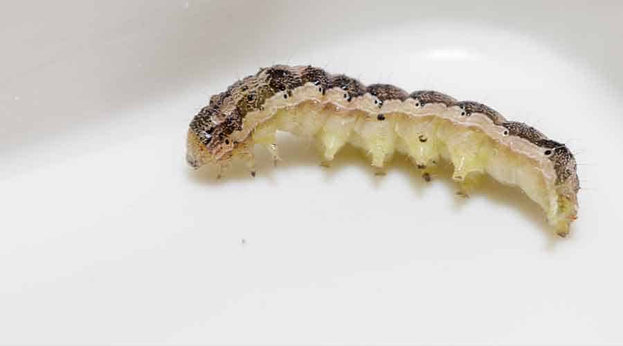 Do cutworms turn into moths?