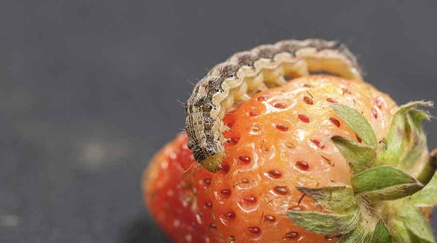 cutworm on fruits