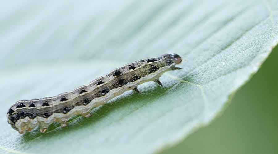 Cutworm