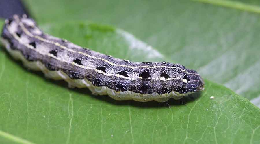 What Do Cutworms Eat?