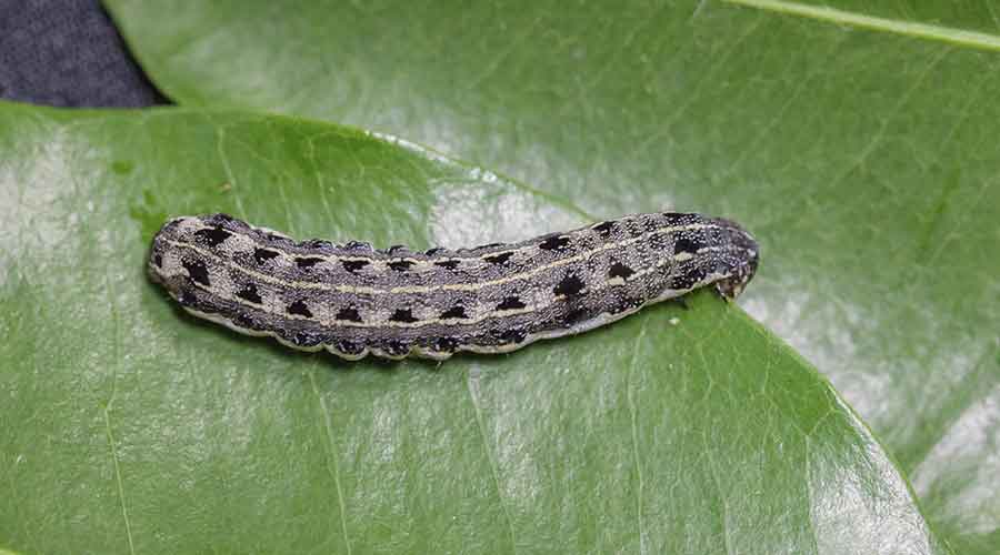 Do cutworms eat milkweed