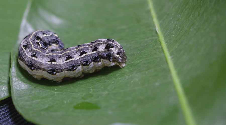 What plants do cutworms attack?