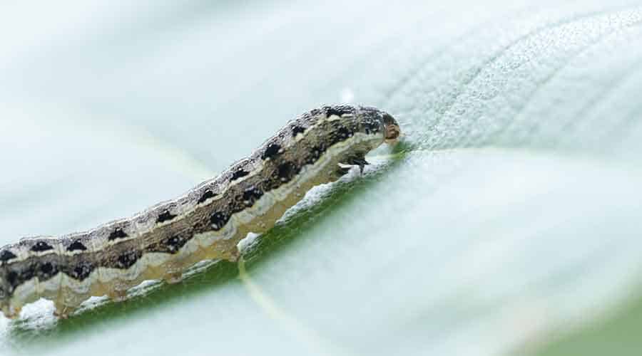 Can you eat cutworms?