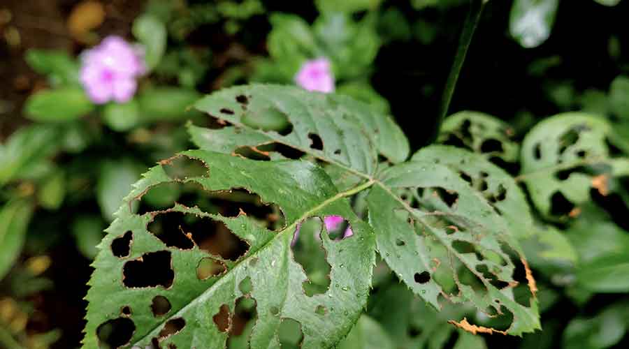 What's Eating My Roses?