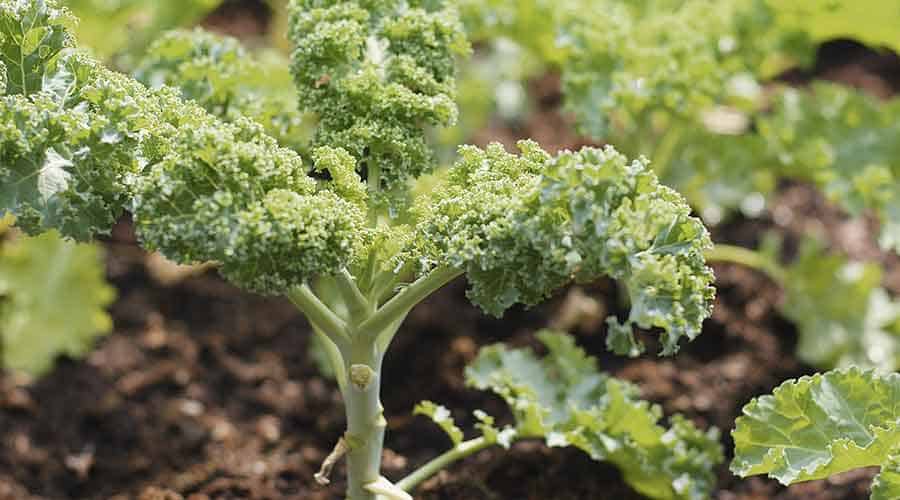 What's eating my kale plants?