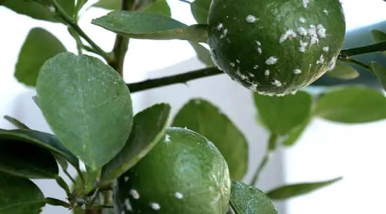 Mealy Bugs on Fruit Trees: Effective Control Methods