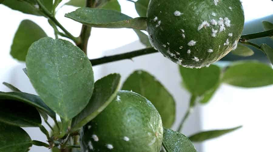 mealybug lemon tree