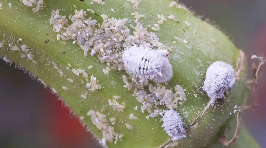 Where do mealybugs come from?