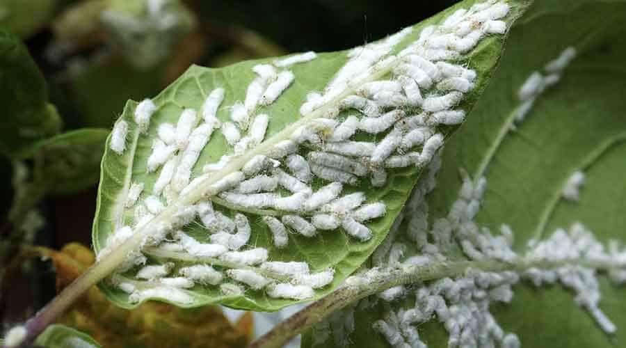 mealybug under leaves