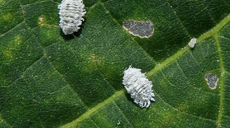 Can Mealybugs Fly? Here’s What You Need to Know