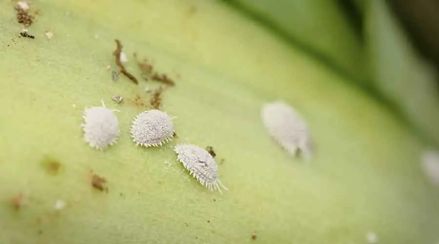 Can Mealybugs Fly?