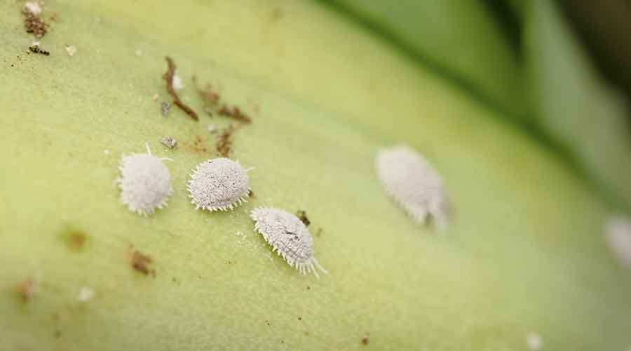 Mealybugs